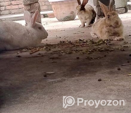Rabbit for sale