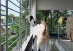 বিটল পাটি ছাগল