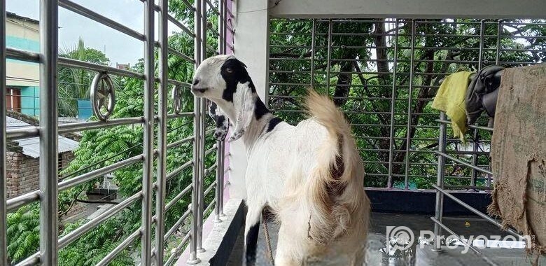 বিটল পাটি ছাগল