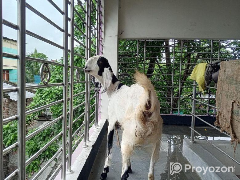 বিটল পাটি ছাগল