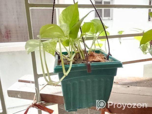 মানিপ্লান্ট