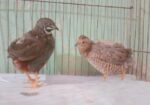 King quail baby