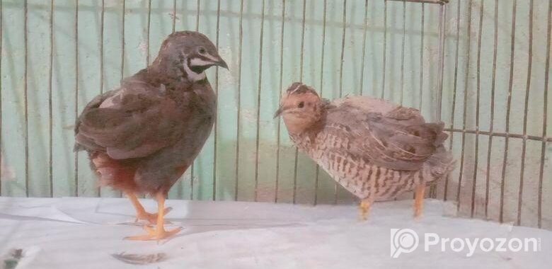 King quail baby
