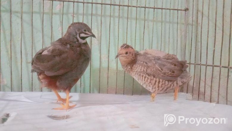 King quail baby
