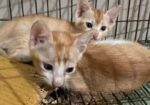 দেশি বিড়াল Adoption
