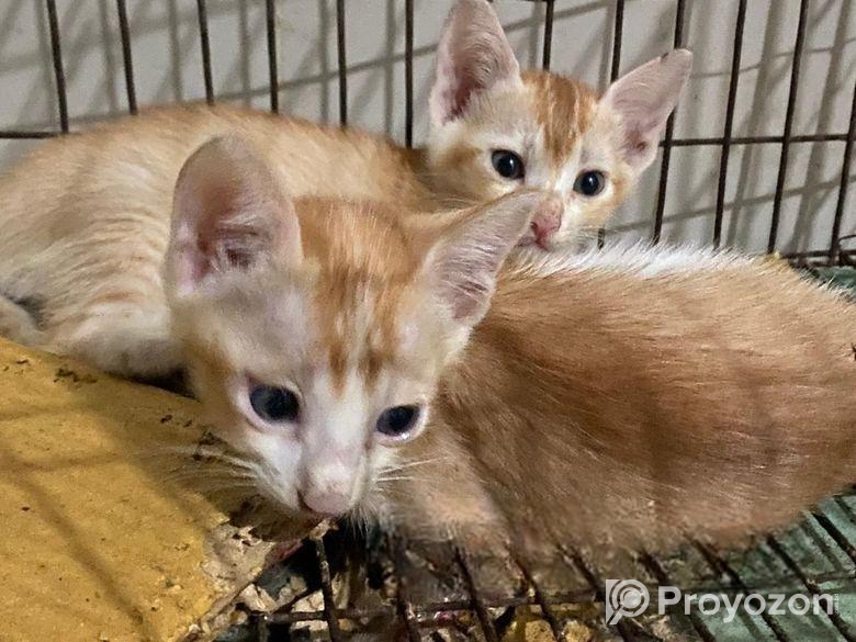 দেশি বিড়াল Adoption