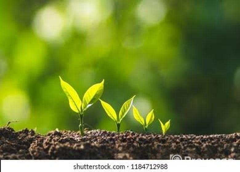 রেডি মিক্স সয়েল