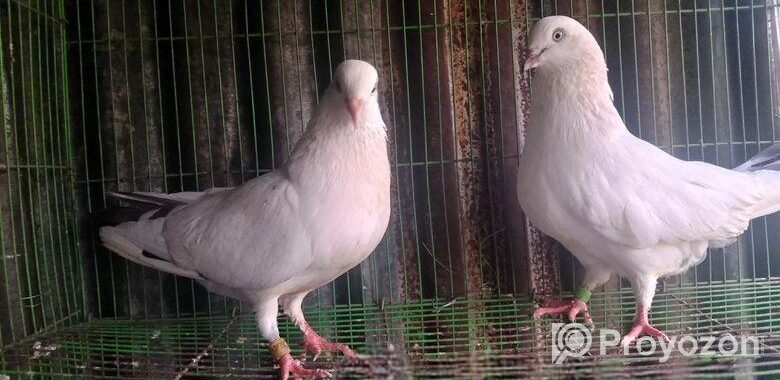 Indian Kaldom. Import Kora. Masaallah Full Acctive