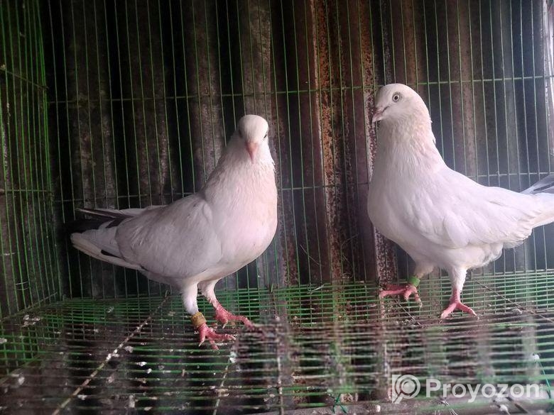 Indian Kaldom. Import Kora. Masaallah Full Acctive