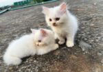 Traditional Persian Cats