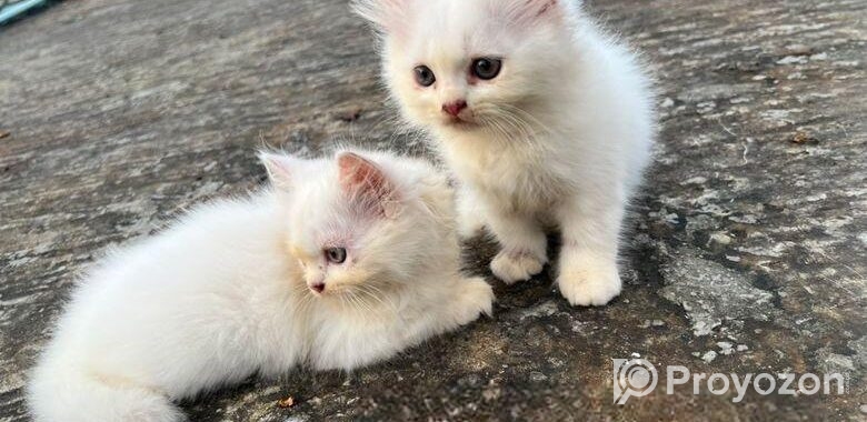 Traditional Persian Cats