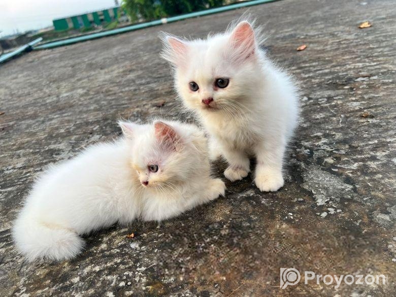 Traditional Persian Cats