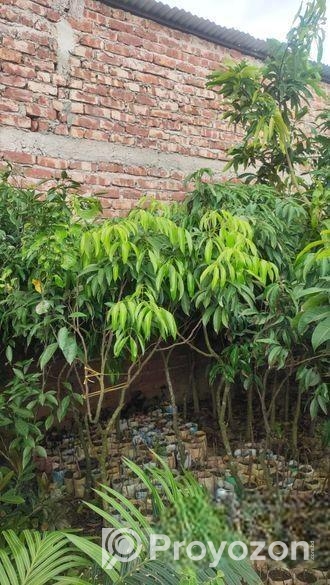 লিচু গাছ