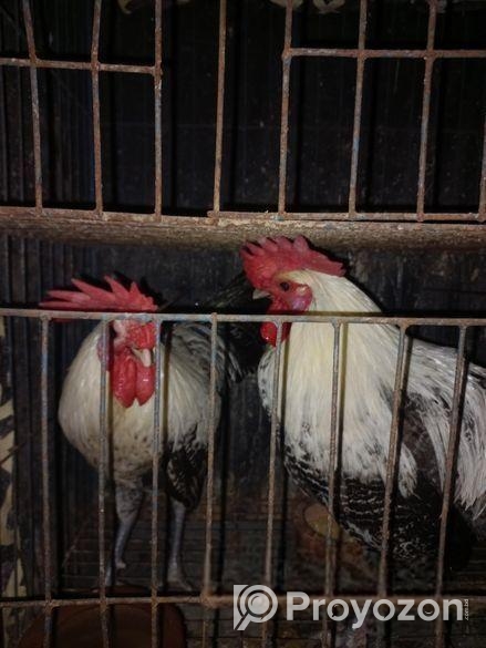 ফাউমি মোড়গ