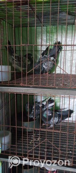 বাগা ২ জোরা