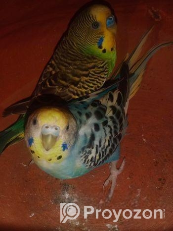 রানিং বাজিকর