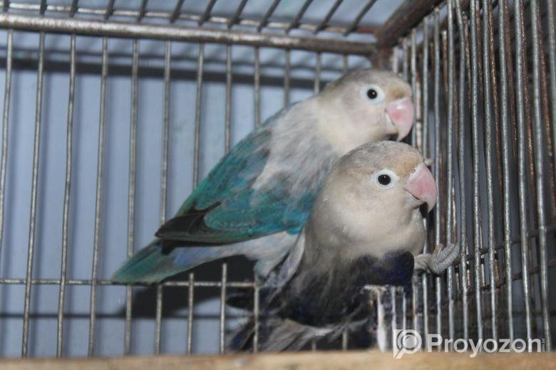 ব্লু লাভবার্ড