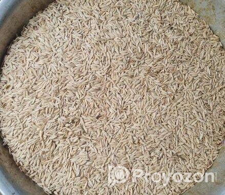 উন্নতমানের শসা বীজ
