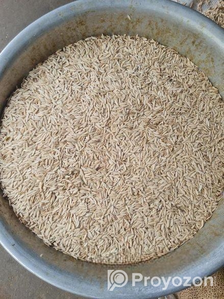 উন্নতমানের শসা বীজ