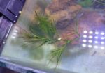 Hornwort, Denca Plant’s