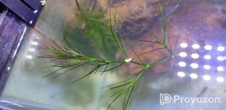 Hornwort, Denca Plant’s
