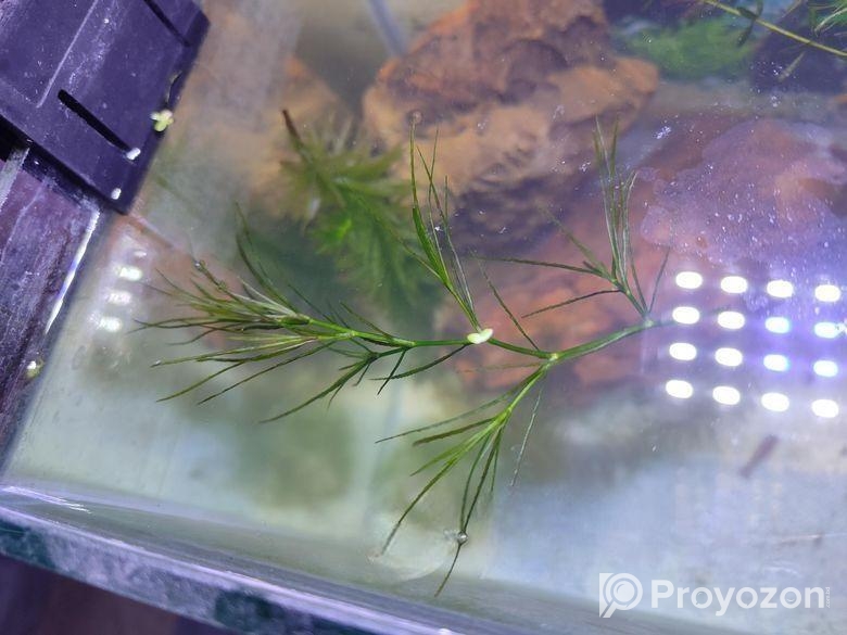 Hornwort, Denca Plant’s