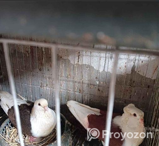 কবুতর বিক্রয়