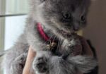 Persian Male Kitten
