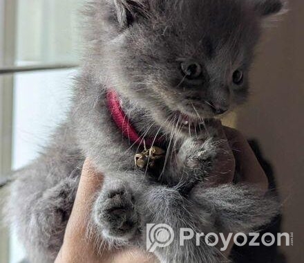 Persian Male Kitten