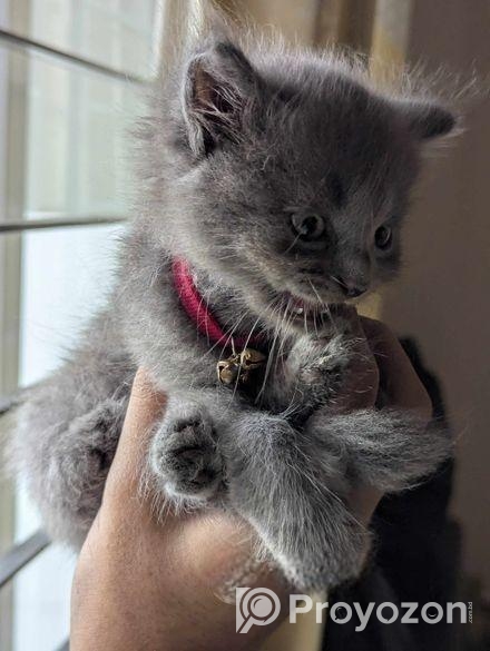 Persian Male Kitten