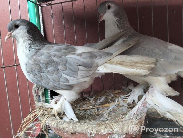 সিরাজি কবুতর