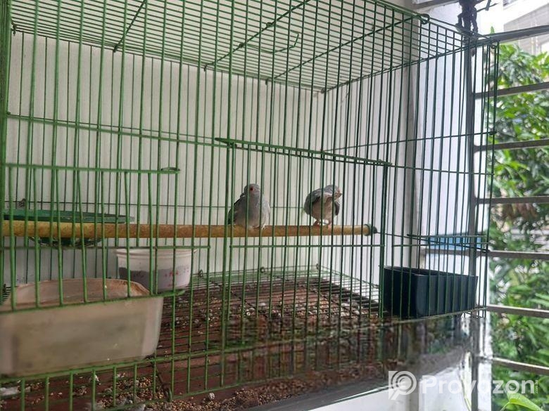 Australian ঘুঘু