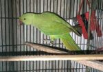 Ringneck Parrot