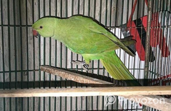 Ringneck Parrot