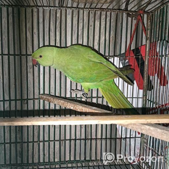 Ringneck Parrot