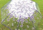 Transparent Umbrella