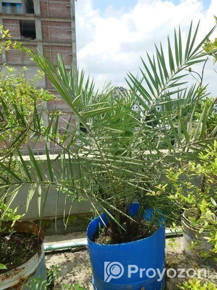 সৌদি খেজুর গাছ বিক্রি করব,