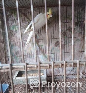 একপিস কোকাটেল মেল বিগসাইজ