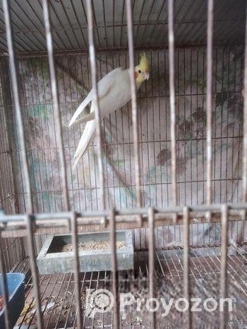 একপিস কোকাটেল মেল বিগসাইজ