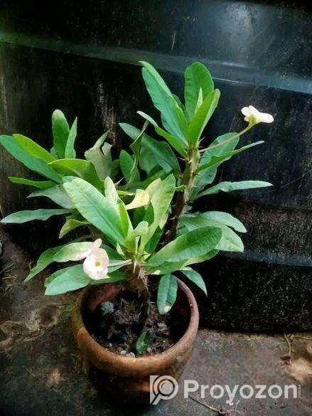 তিলোত্তমা কাটামুকুট