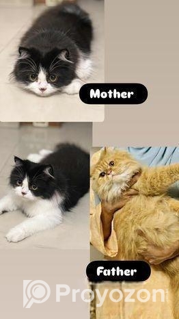 Persian Kittens For Sale