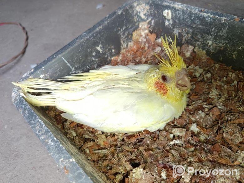 টেম সাইজ লুটিনো ককাটেল বেবী