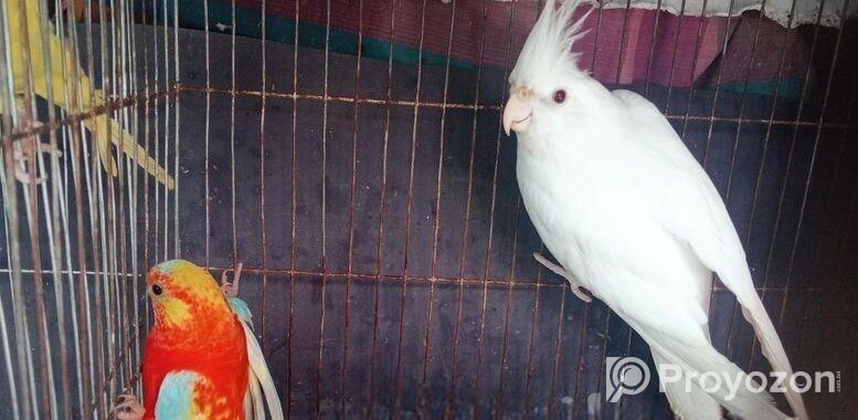 Albino Cocatel