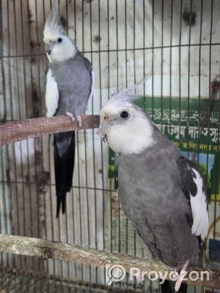 ২ পিস হোয়াইট ফেস মেইল