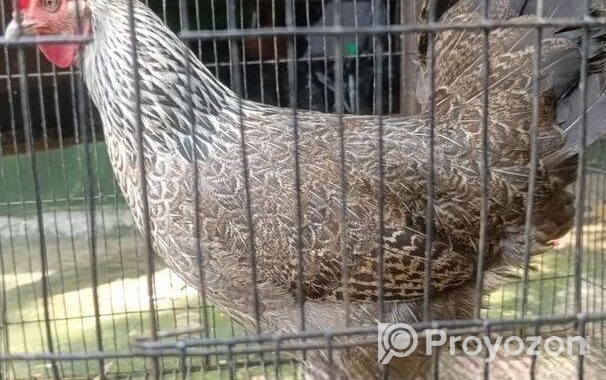 ২ পিচ বড় জাতের দেশি মুরগি