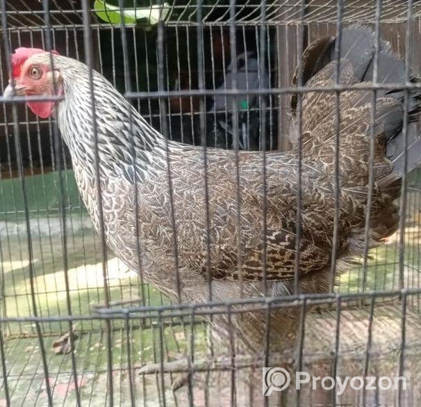 ২ পিচ বড় জাতের দেশি মুরগি