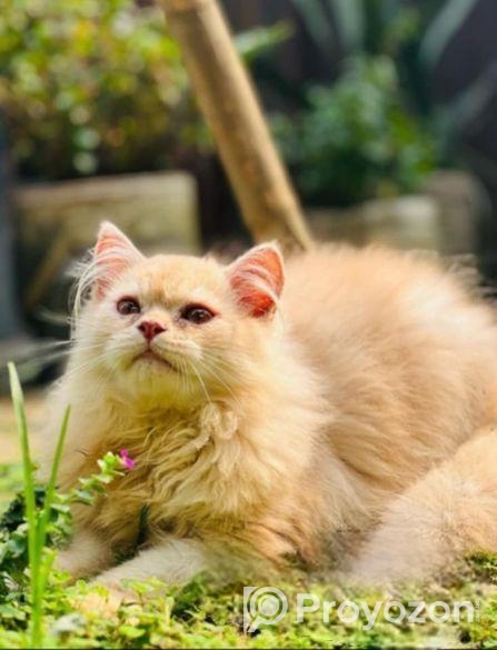 ট্রেডিশনাল পার্সিয়ান