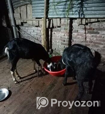দুটি গৃহপালিত ছাগল বিক্রি করা হবে