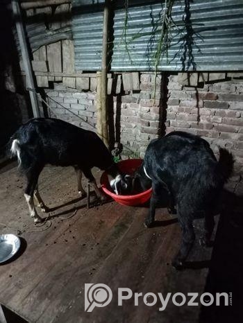 দুটি গৃহপালিত ছাগল বিক্রি করা হবে