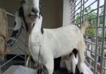 বিটল পাটি ছাগল